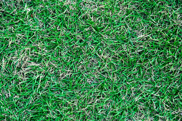 Japanese green grass