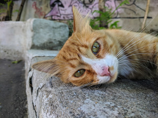 Cat on the street