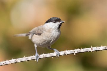 Ritratto di una cincia bigia su ramo con spine (Poecile palustris)