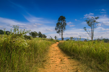 Obraz premium road in the field