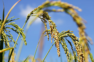 close up of paddy rice against blue sky background.