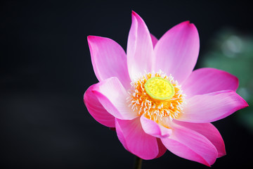beautiful blooming lotus flower with copyspace