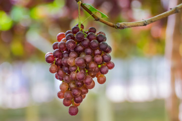 Organic grapes.fresh organic fruits on a farm.Fresh grape.