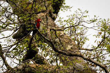 Macaw in Surinam
