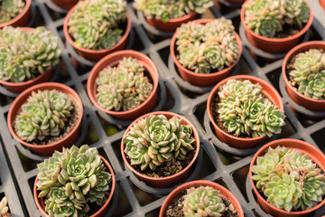 fresh cactus in the flower pot