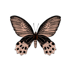 Hand drawn butterfly