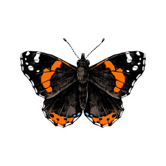 Hand drawn red admiral butterfly
