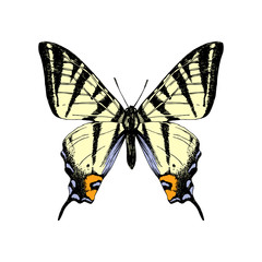 Hand drawn western tiger swallowtail butterfly