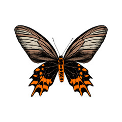 Hand drawn Antropaneura Semperi butterfly