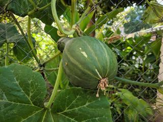 Growing pumpkin in the garden