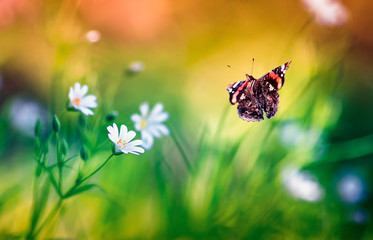 beautiful butterfly Admiral flies to small white flowers grow on a fabulous beautiful lilac forest glade on a Sunny warm spring evening