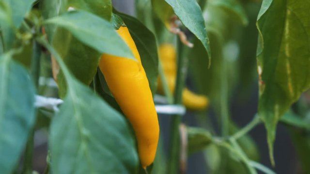 Yellow Chili Pepper on Plant Amidst Leaves