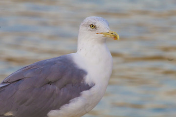 gabbiano