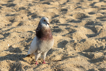 standing pigeon on the background beach and sand