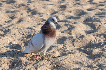 standing pigeon on the background beach and sand