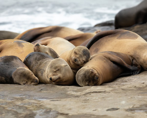 Sleeping Sea Lions - La Jolla Beach, California 