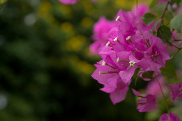 magenta papers flowers and lake in public park