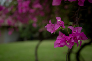 magenta papers flowers and lake in public park