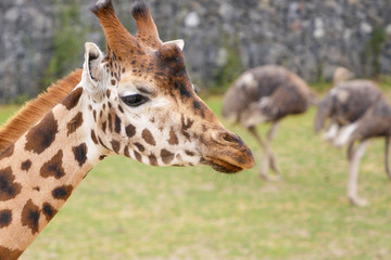 Giraffe portrait, head and face, with ostriches in background