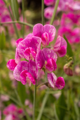 A close up of beautiful and delicate mottled purple and white Sweet pea flowers