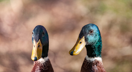 indian runner ducks in the garden