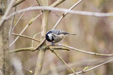 great tit on branch