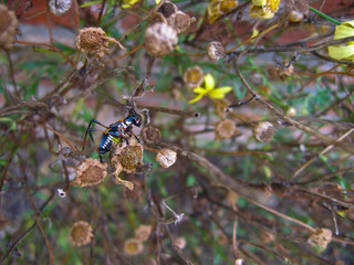 insect on a branch