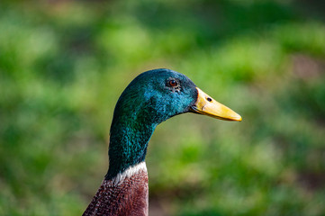 Obraz premium indian runner duck in the garden