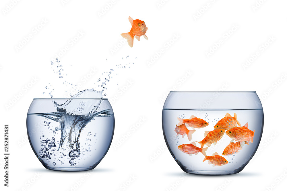 Poster gold fish change move retrun separartion family teamwork concept jump into other bigger bowl isolated background - Posters