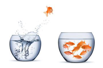 gold fish change move retrun separartion family teamwork concept jump into other bigger bowl...