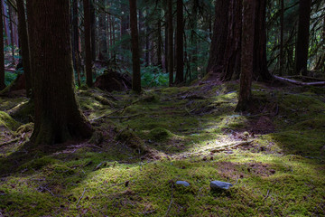 Fototapeta premium A carpet of green moss leads off into the forest on the Sol Duc Trail, Olympic National Park, Washington, USA