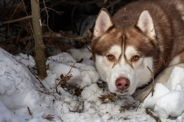 Siberian Husky dog in snow. Winter close up portrait.