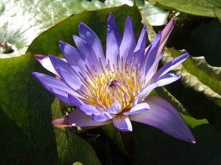 pink water lily in pond