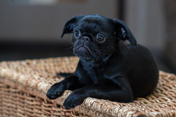Puppy Petit Brabancon. Dog Brussels Griffon.