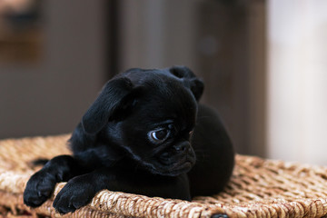 Puppy Petit Brabancon. Dog Brussels Griffon.