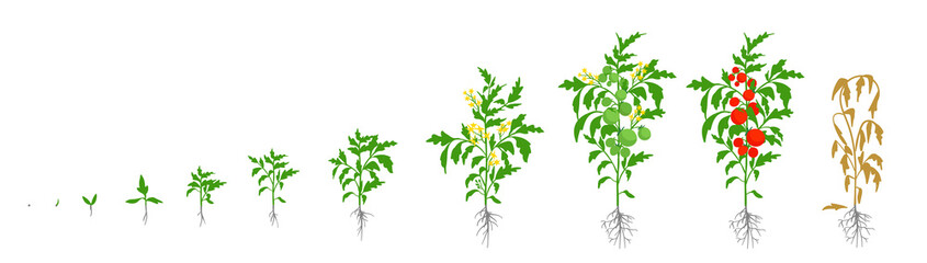 Growth stages of tomato plant. Vector illustration. Solanum lycopersicum. Ripening period. From sprout to bush with fruits. The life cycle of the tomatoes. Root system. Greenhouses and use fertilizers