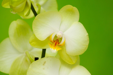 white orchid on green background