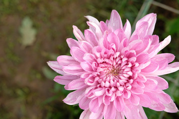 close up pink chrysanthemum flower bloom beautiful, flower in garden, The concept of summer or spring with copy space