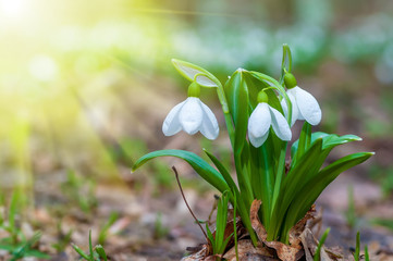Fototapeta premium Beautifull first flowers snowdrops in spring forest