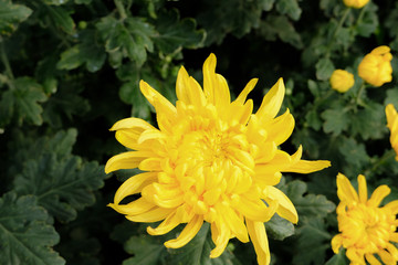 Obraz premium close up yellow chrysanthemum flower bloom beautiful, flower in garden, The concept of summer or spring