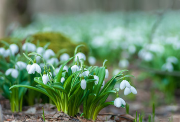 Obraz premium Beautifull snowdrop with drop of dew in spring forest