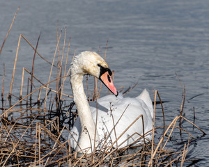 Swan on the River