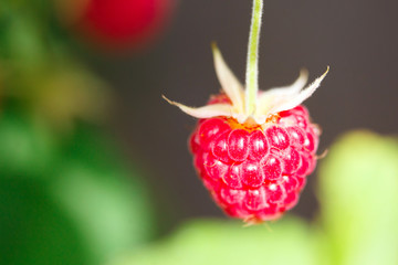 raspberry branch in the garden