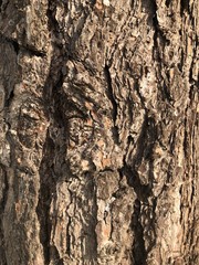 Tree Texture
