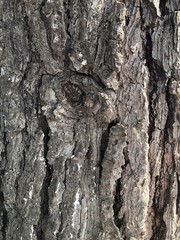 Tree Texture