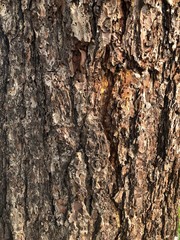 Tree Texture