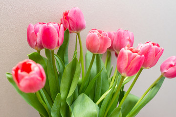 bouquet of tulips isolated on white background