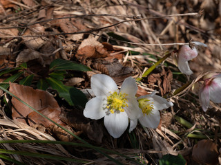 Anemone or Windflower represent the early Spring impressions at the Forest of Bavaria