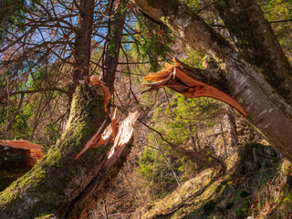 Broken tree after a wind season