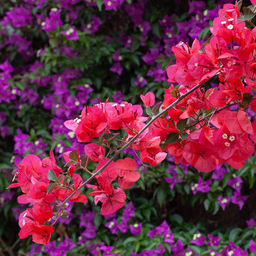 Bougainvillea rot